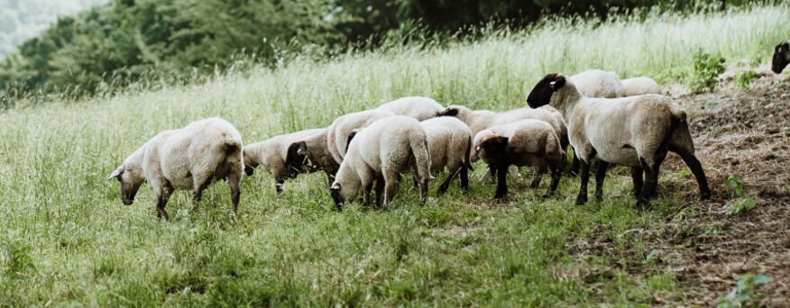 Angebot der Schaffamilie