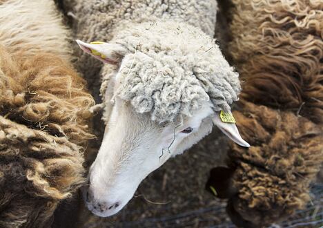 Het verhaal van wol: Hoe vacht garen wordt
