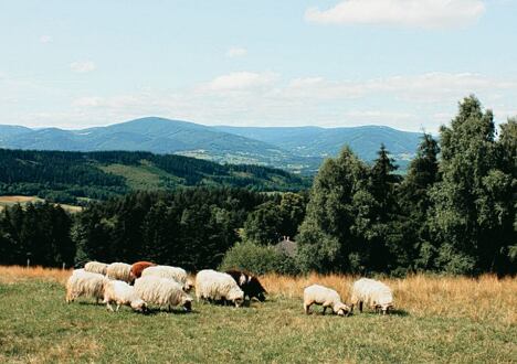 Hoe te leven met schapen in de Beskydy heuvels