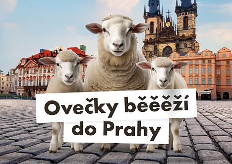 Ovečky běěěží do nové Huňaté prodejny v Praze