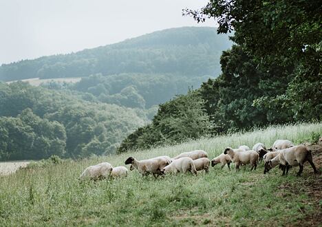 Zavedeme vás do tajů zpracování ovčí vlny