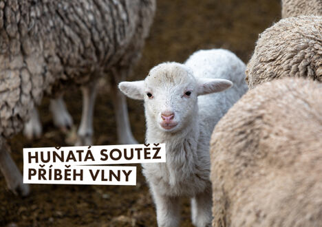 Huňatá soutěž: Příběh vlny