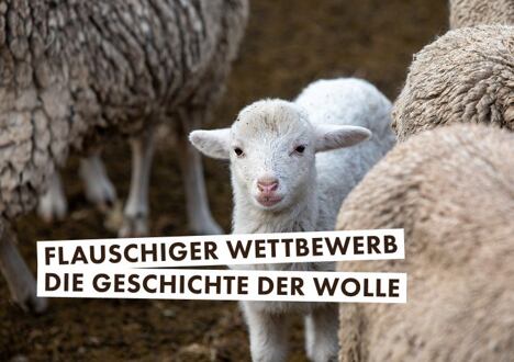 Flauschiger Wettbewerb: Die Geschichte der Wolle