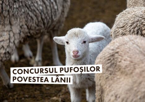 Concursul pufoșilor: Povestea lânii
