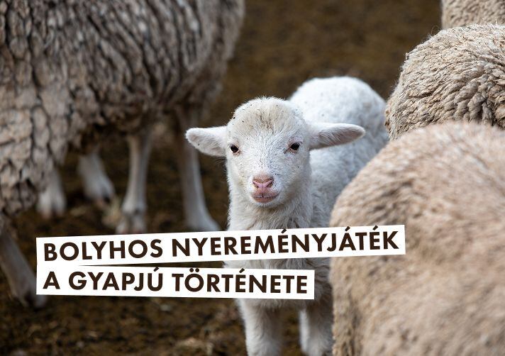 Bolyhos nyereményjáték: A gyapjú története