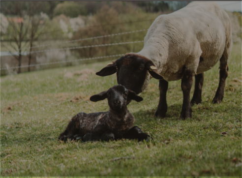 L’entretien des produits en laine de mouton n’est pas difficile, il ne diffère que légèrement de l’entretien des produits conventionnels. Nous vous proposons un guide simple sur l’entretien des produits d’Woolville.