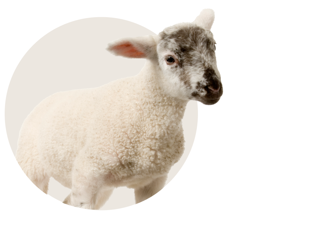 Buy sheep wool bodywarmer