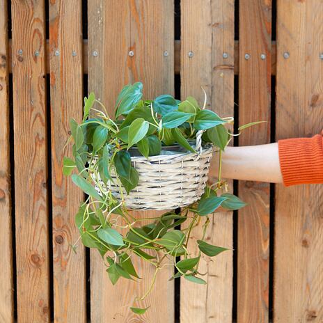 Rieten bloempothoes met handgrepen grijs