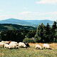 Come si vive con le pecore sulle colline dei Beschidi